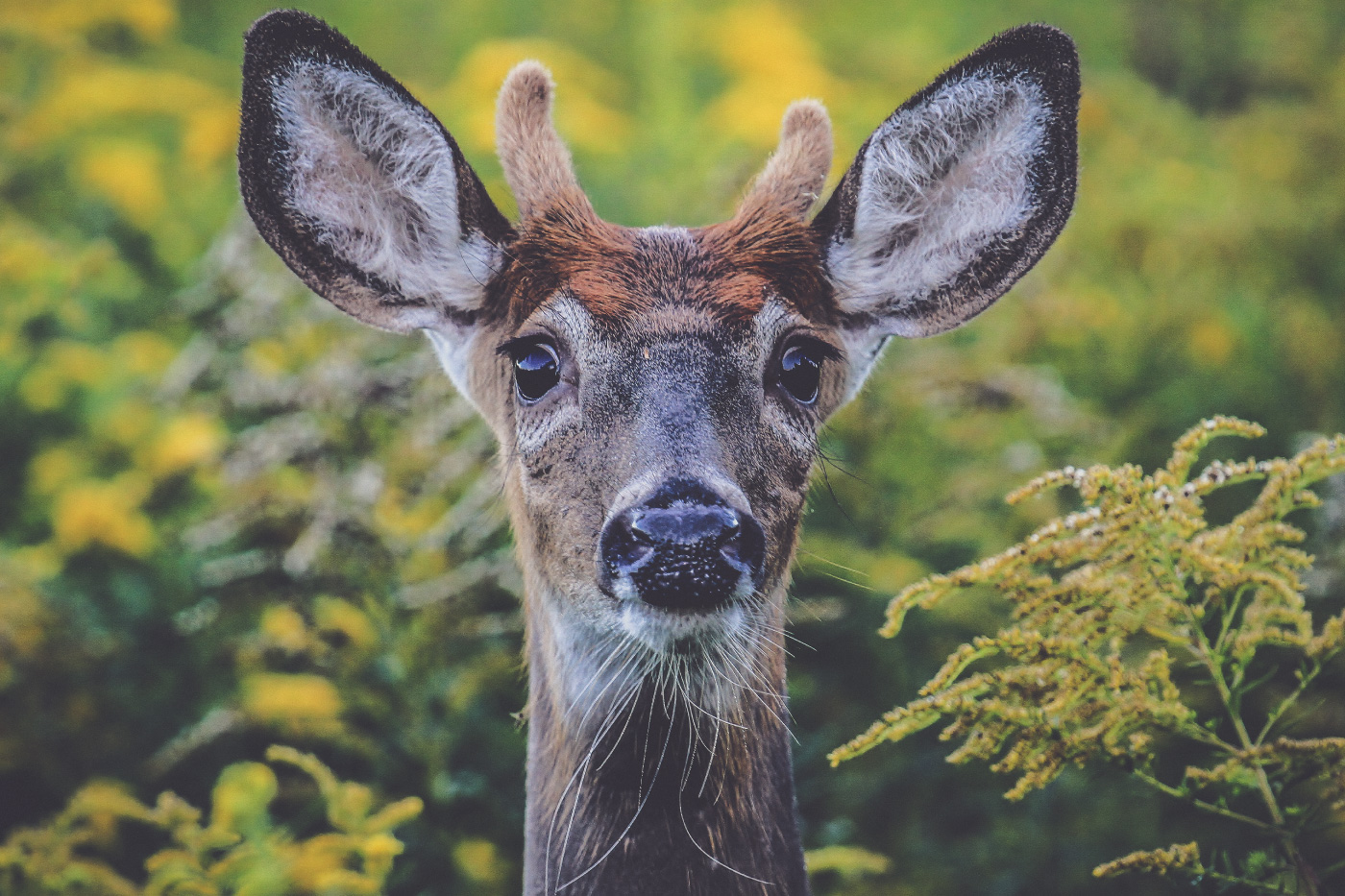 suburban deer behavior