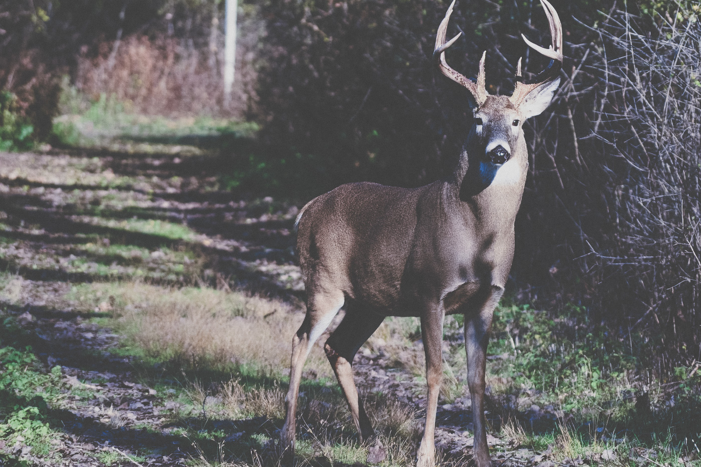 hunting walking trails