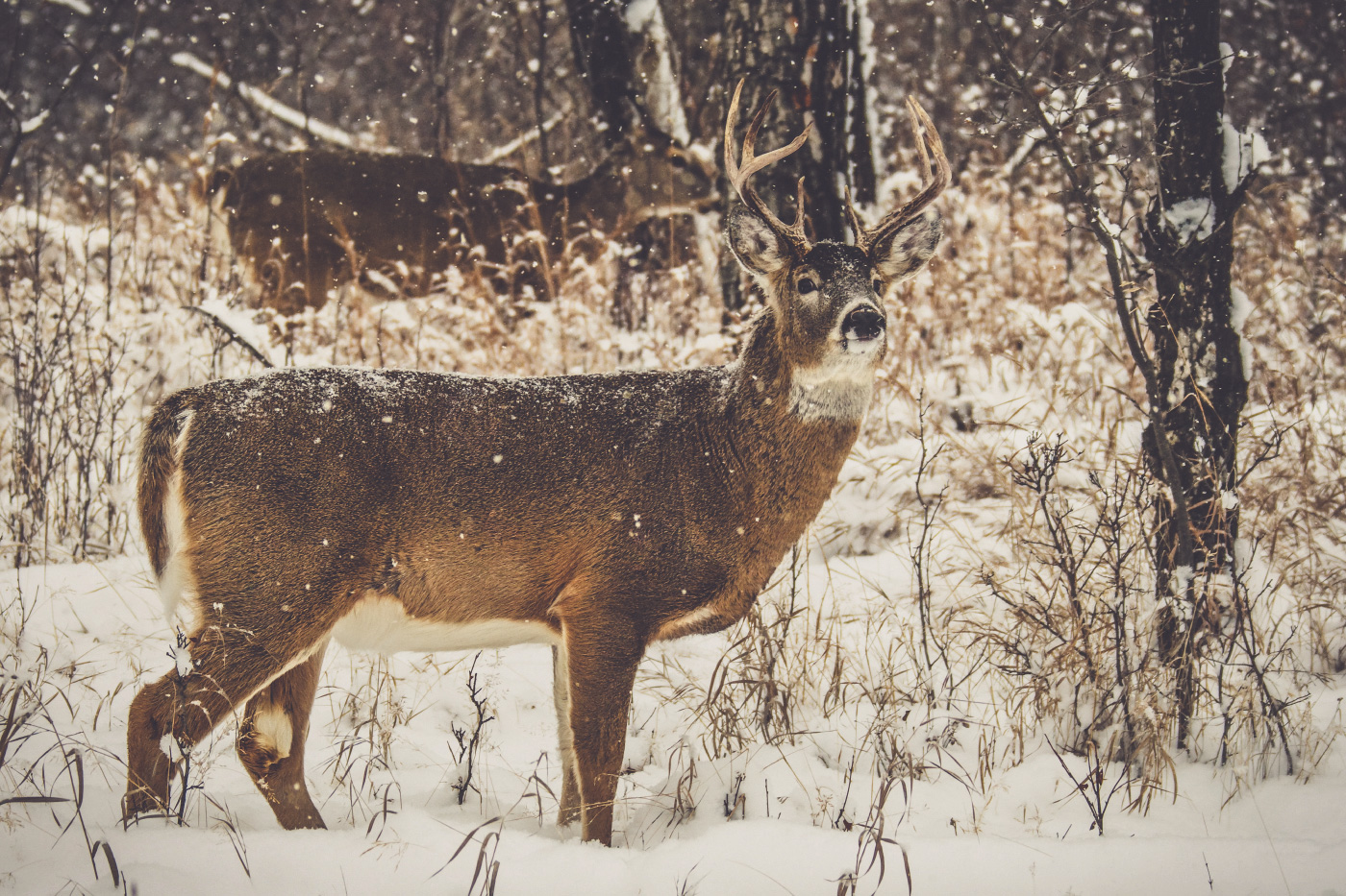 suburban bucks