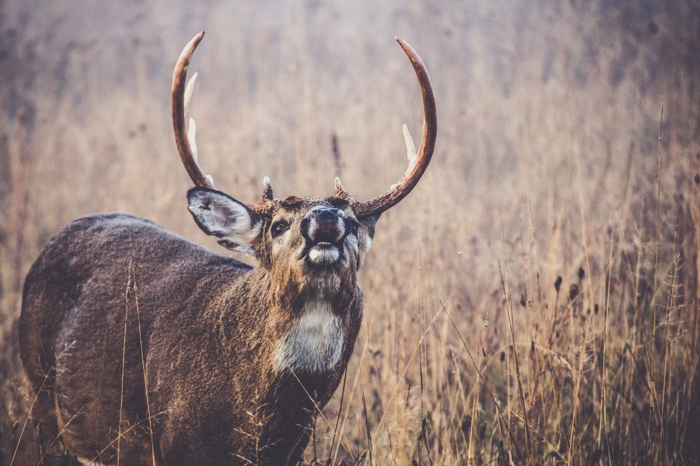 deer and scent