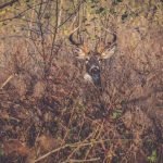 mature bucks