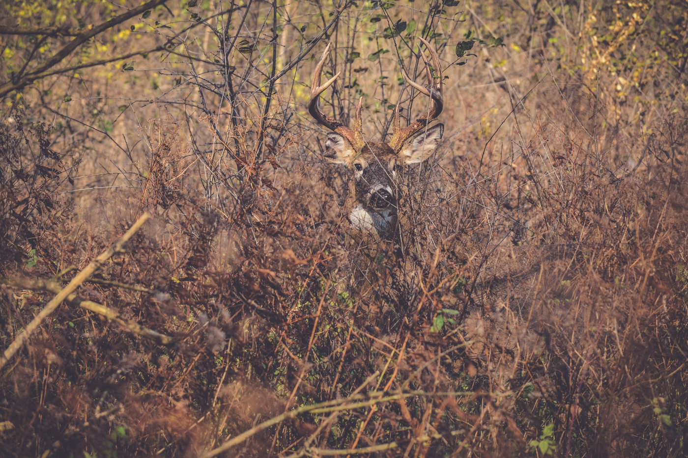 mature bucks