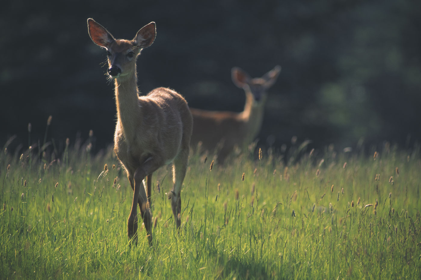 Deer Hunting Pennsylvania