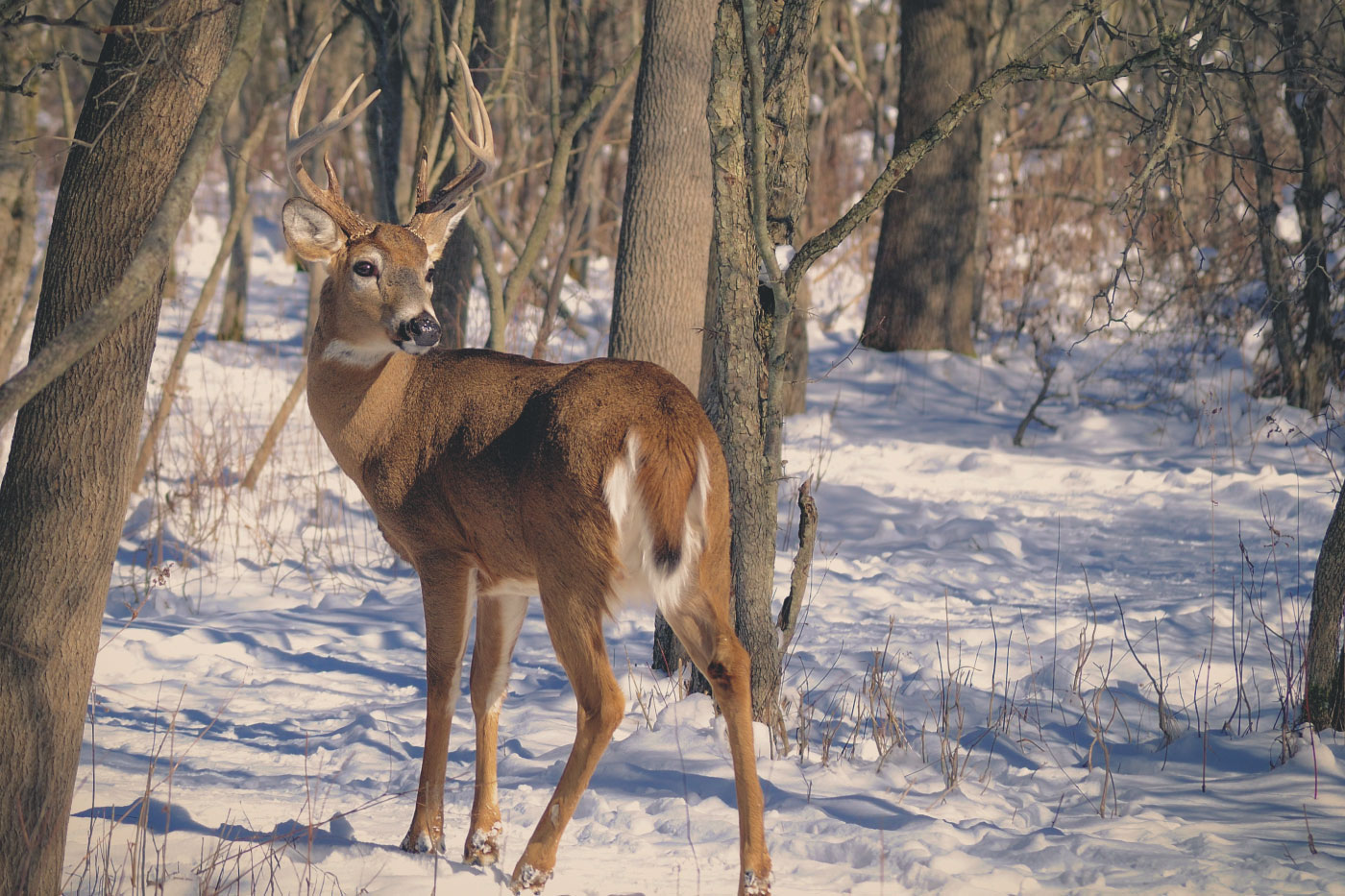 deer hunting new york