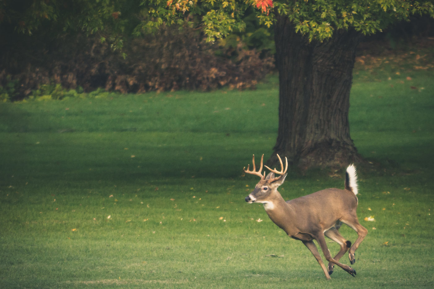 Deer Hunting New Jersey