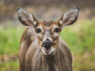 Does scent control matter