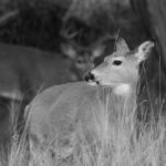 A doe looks on as a rutting whitetail buck stands in the background.