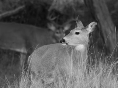 A doe looks on as a rutting whitetail buck stands in the background.
