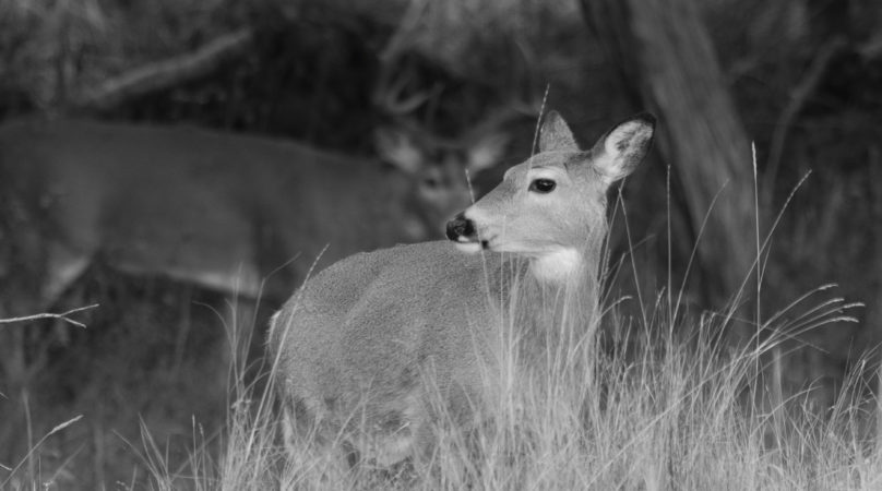 A doe looks on as a rutting whitetail buck stands in the background.