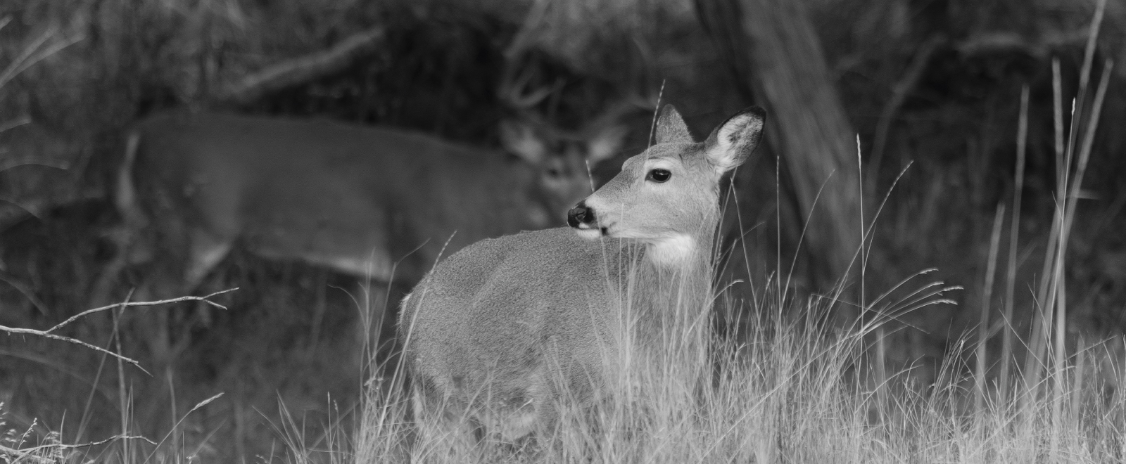 A doe looks on as a rutting whitetail buck stands in the background.