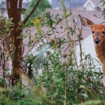 A whitetail deer on the edge of an urban area