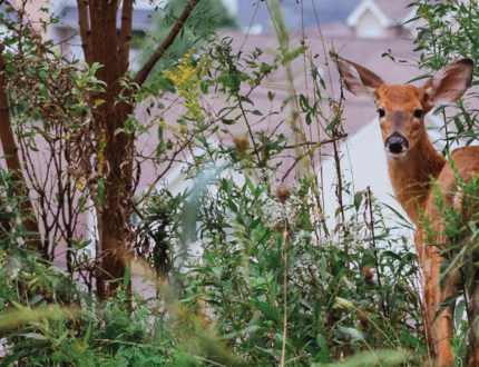 A whitetail deer on the edge of an urban area