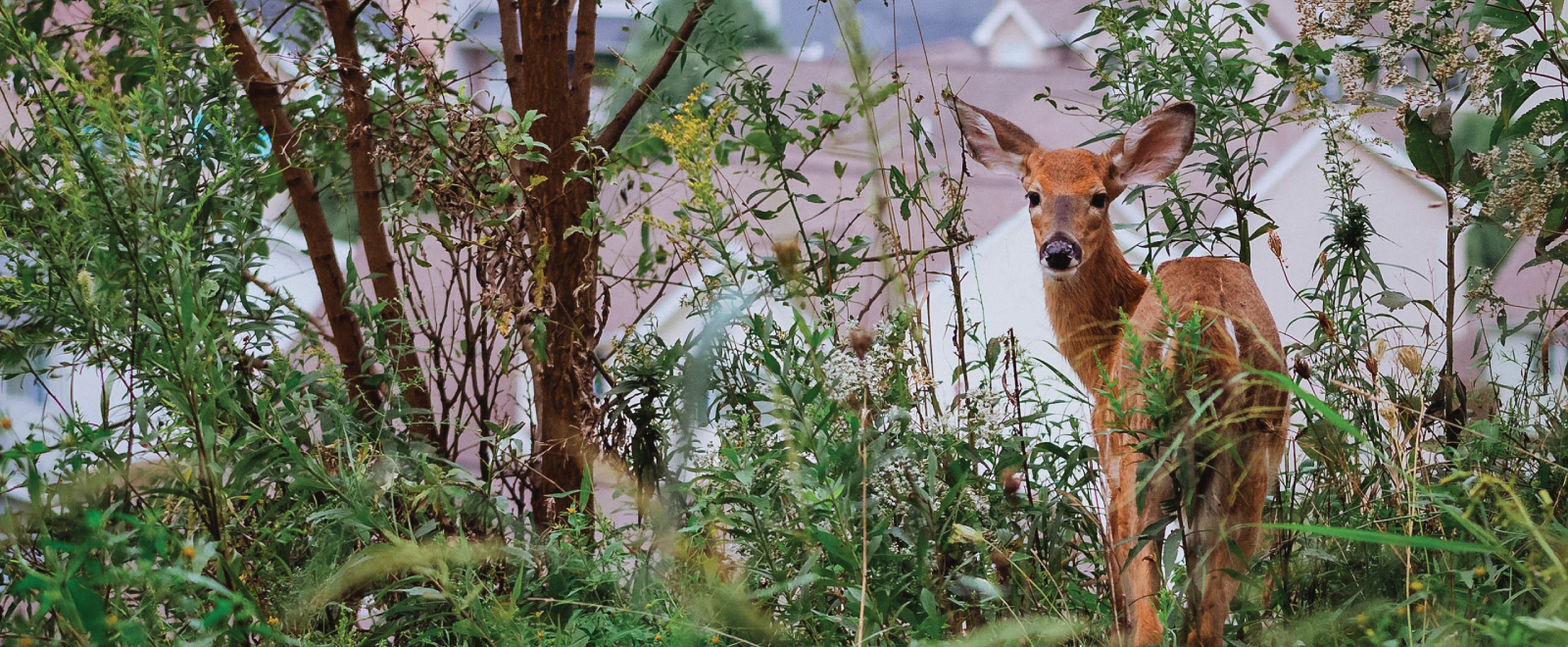 A whitetail deer on the edge of an urban area